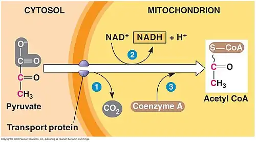 Conversion of pyruvate to acetyle CoA