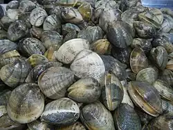 Manila clams