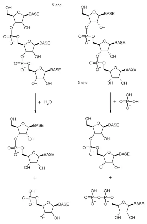 The left side shows the hydrolytic activity of RNases in which a water molecule intercepts the 3’ ester bond between the phosphate group and the 5’ –OH group of the adjacent sugar, breaking off one nucleotide. The left side shows the phosphorolytic activity of RNases in which a phosphate group intercepts the 3’ ester bond between the phosphate group and the 5’ –OH group of the adjacent sugar, breaking off a nucleotide with two phosphate groups on it.