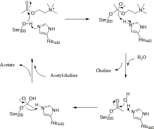 AChE's mechanism for hydrolysis of acetylcholine, not depicted is Glu327 which stabilizes protonation of His440