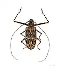 Acrocinus longimanus