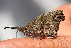 Libytheana carinenta (American snout) Adult, ventral view of wings.
