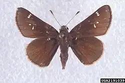 Atrytonopsis hianna (dusted skipper) Adult, dorsal view.