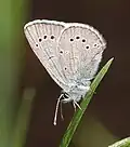 Glaucopsyche lygdamus (silvery blue) Adult, ventral view of wings.