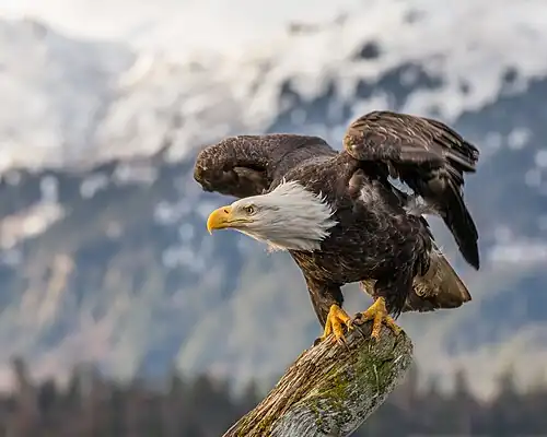 An eagle