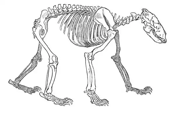 Bear Skeleton