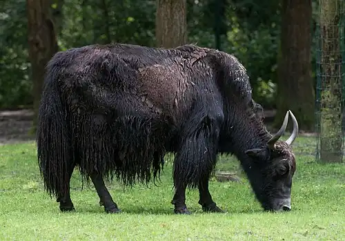 Yak