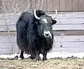 Yak