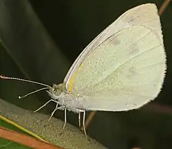 Pieris rapae (cabbage white) Adult, ventral view of wings.