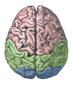 Diagram of the human brain.