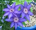 Purple clematis