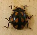 Coccinella Leonina