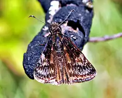 Erynnis lucilius (columbine duskywing) Adult, dorsal view.