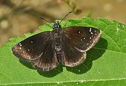 Pholisora catullus (common sootywing) Adult, dorsal view.