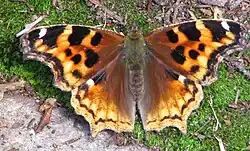 Nymphalis vaualbum (Compton tortoiseshell) Adult, dorsal view.