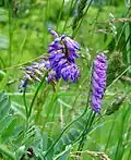 Tufted Vetch