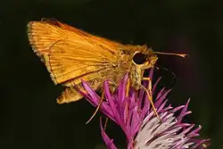 Polites origenes (crossline skipper) Adult, ventral view of wings.