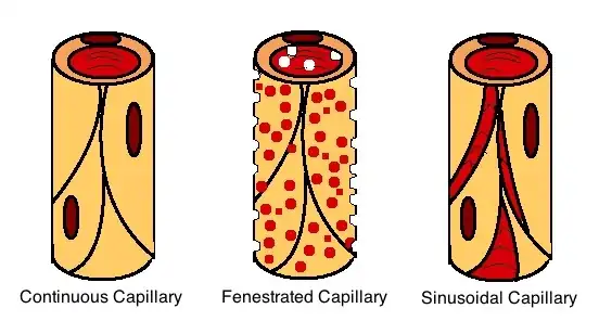 Different Types of Capillaries
