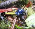 A shiny blue scarab beetle