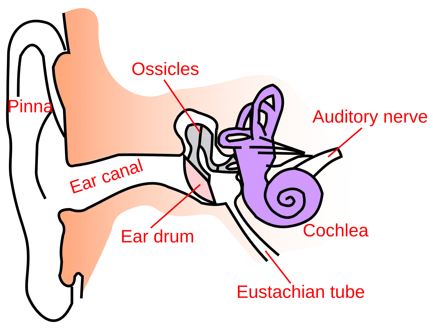 Ear-anatomy-text-small-en