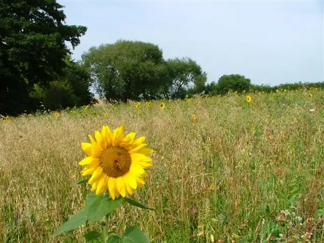 Environmental Stewardship, Green Lane, Tunstall - geograph.org.uk - 53116