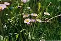 Philadelphia Fleabane (Erigeron philadelphicus)