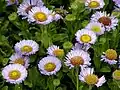 Erigeron glaucus Arthur Menzies.