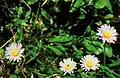 Subalpine Fleabane (Erigeron peregrinus)