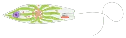 Euglena