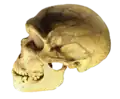 Skull of Homo neanderthalensis