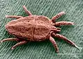 Flat mite Brevipalpus phoenicis