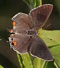 Strymon melinus (gray hairstreak) Adult, dorsal view.