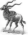 Addax