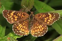 Chlosyne harrisii (Harris' checkerspot) Adult, dorsal view.