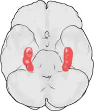 Position of the hippocampus in the human brain