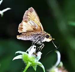 Poanes hobomok (Hobomok skipper) Adult, ventral view of wings.