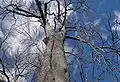 Common Horse-chestnut tree in winter