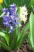 Hyacinth