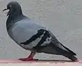 ਕ - ਕਬੂਤਰ Pigeon