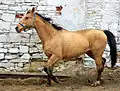 ਘ - ਘੋੜਾ Horse