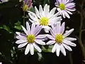 Aster