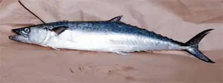 King mackerel