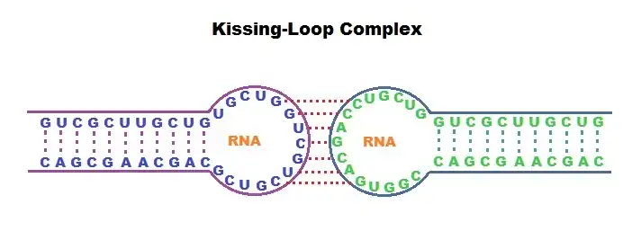Kissing-loop-interaction