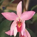 Laelia anceps