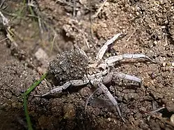 European Wolf Spider ( Lycosa Tarantula )