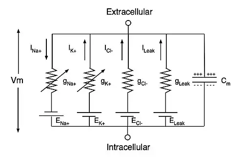 Circuit diagram of neuronal membrane based on Hodgkin and Huxley model.