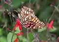 Mexican Silverspot