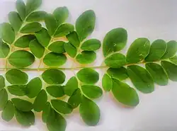 Moringa leaves