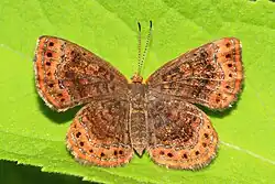 Calephelis borealis (northern metalmark) Adult, dorsal view.