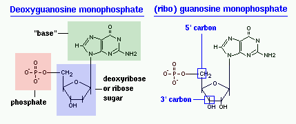 The structure of a nucleotide